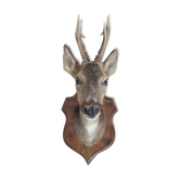 Taxidermie chevreuil naturalisé sur ecusson en bois - 1986