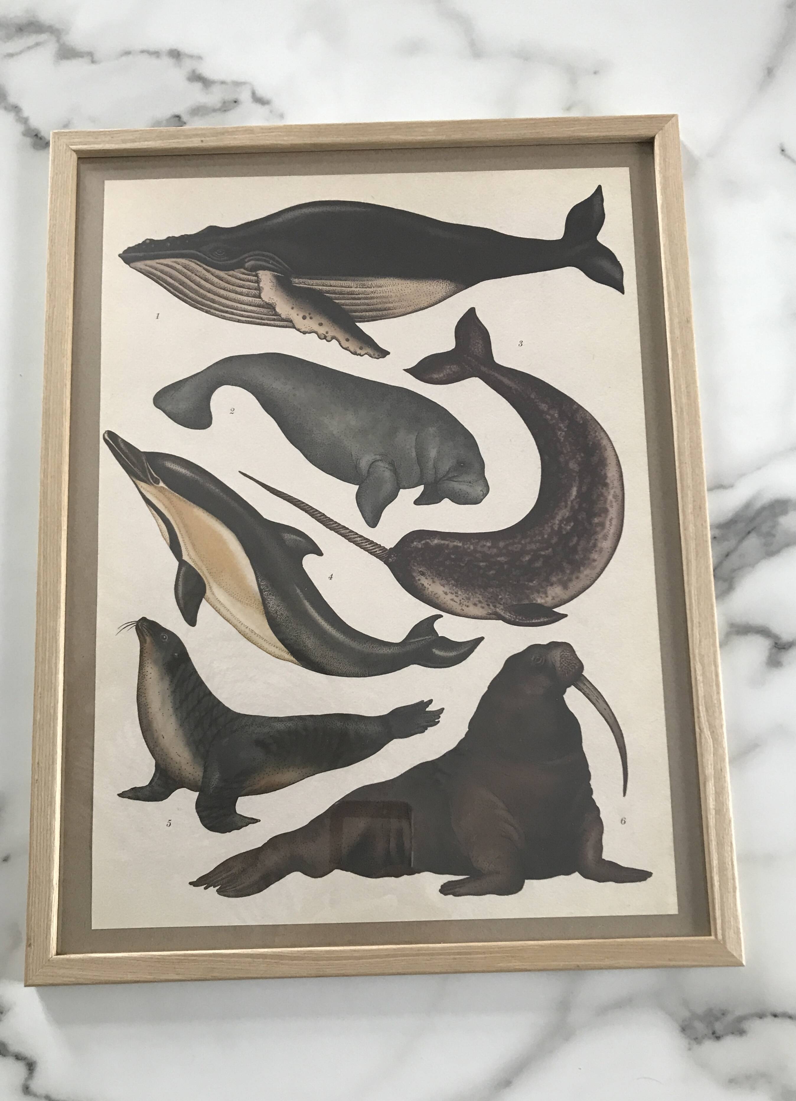 Framed illustration of marine animals