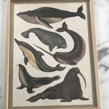 Framed illustration of marine animals