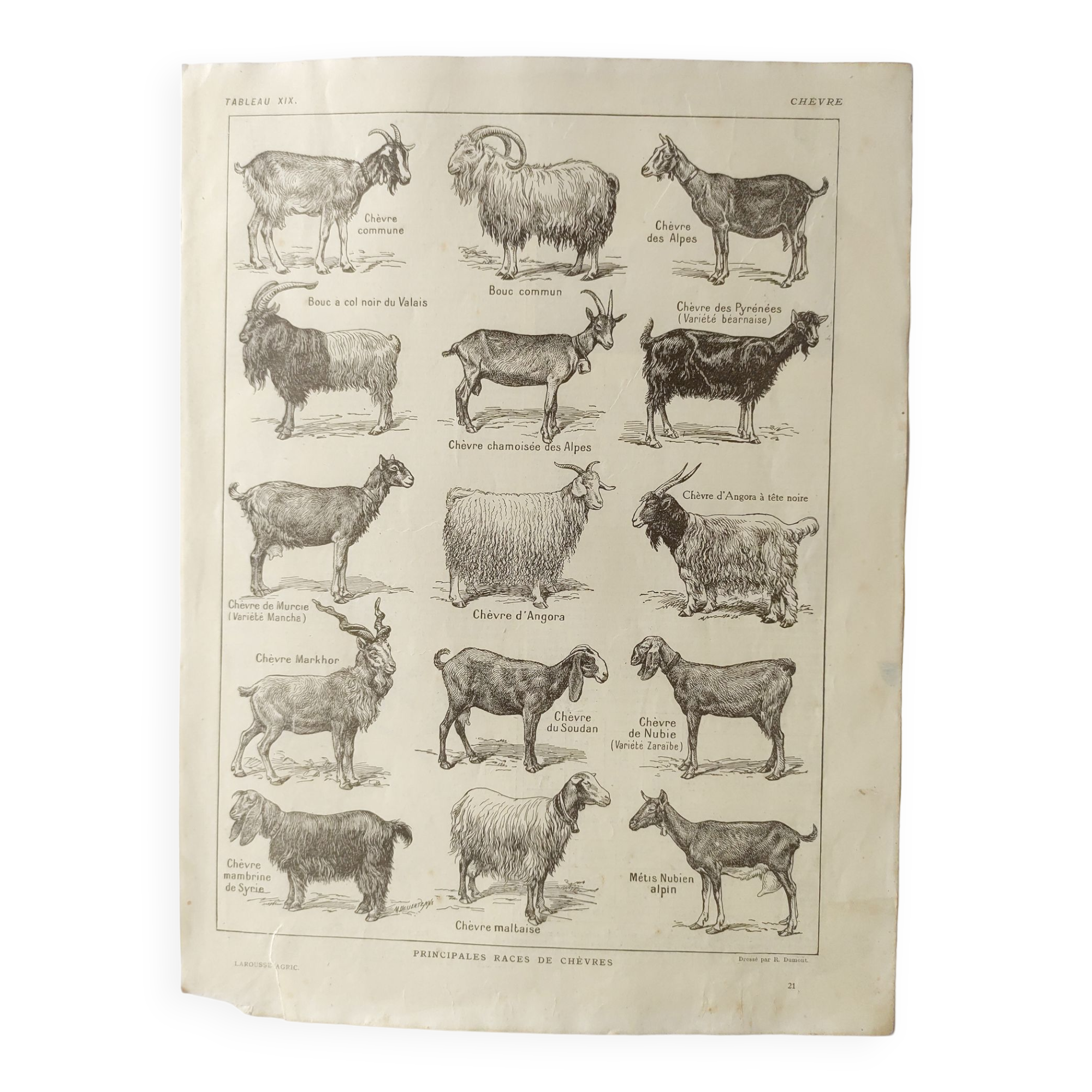 Antique print • Goats • Original poster from 1922