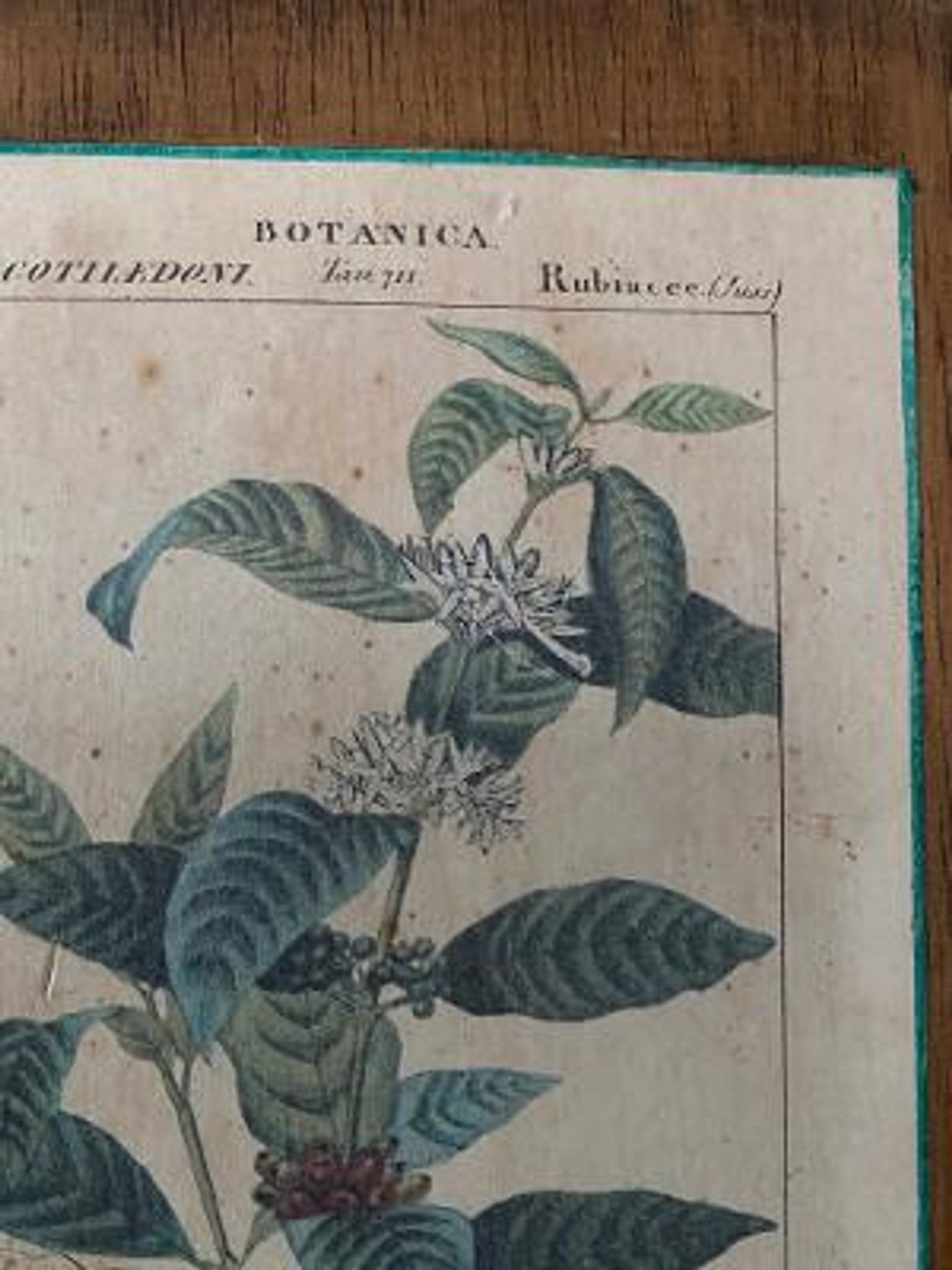 Cadre planche en bois botanica