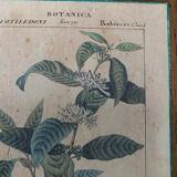 Cadre planche en bois botanica