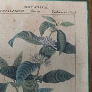 Cadre planche en bois botanica