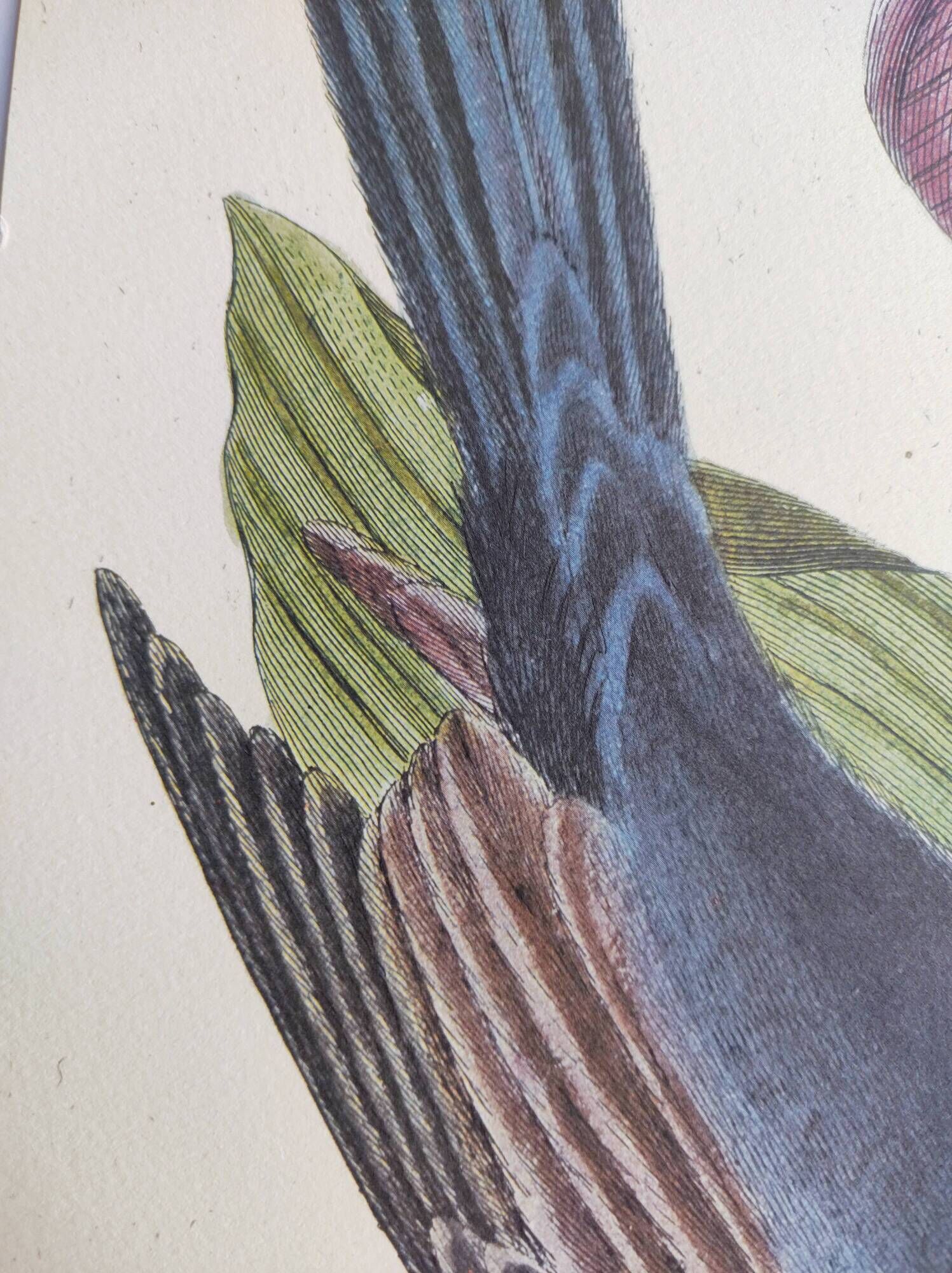Old bird engraving -Monedula Nigra- zoological illustration by Seligmann & Catesby