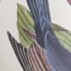 Old bird engraving -Monedula Nigra- zoological illustration by Seligmann & Catesby