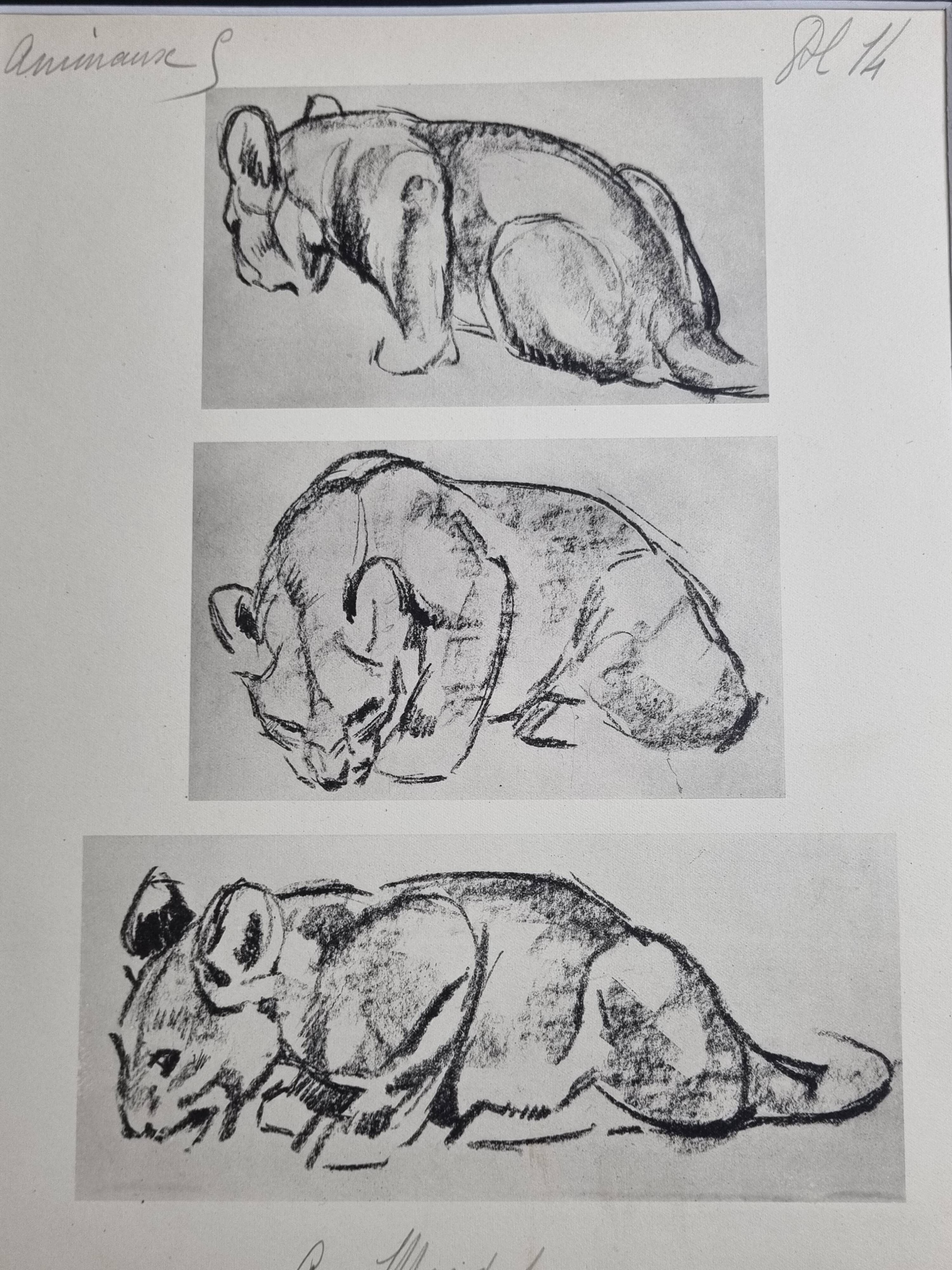 Illustrated plate, Studies of a lion cub sketch, Signed André Margat, 1930
