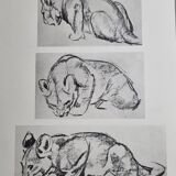 Illustrated plate, Studies of a lion cub sketch, Signed André Margat, 1930
