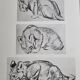 Illustrated plate, Studies of a lion cub sketch, Signed André Margat, 1930