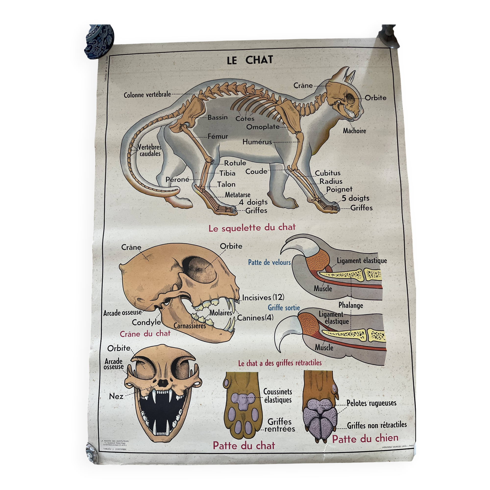 Affiche scolaire ancienne Rossignol – Anatomie animale chat / porc – recto