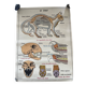 Affiche scolaire ancienne Rossignol – Anatomie animale chat / porc – recto
