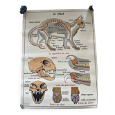 Affiche scolaire ancienne Rossignol – Anatomie animale chat / porc – recto