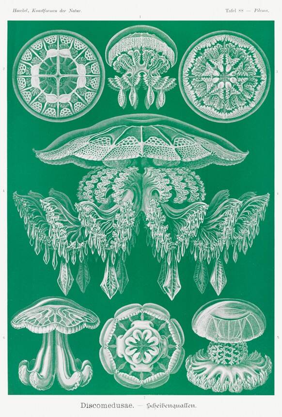 Poster about discoid jellyfish, based on an old lithograph