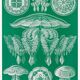Poster about discoid jellyfish, based on an old lithograph