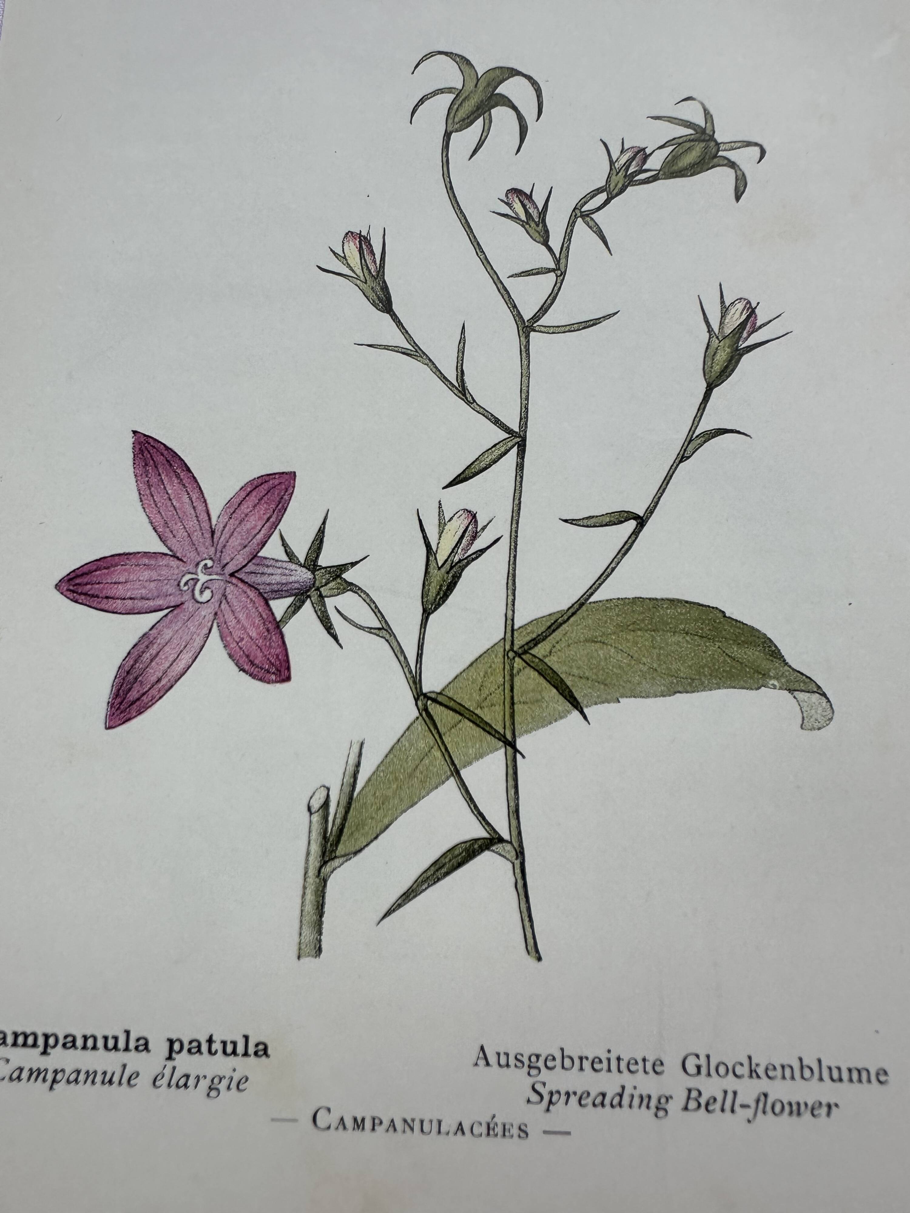 Vintage botanical lithograph naturalist plate France