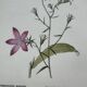 Vintage botanical lithograph naturalist plate France