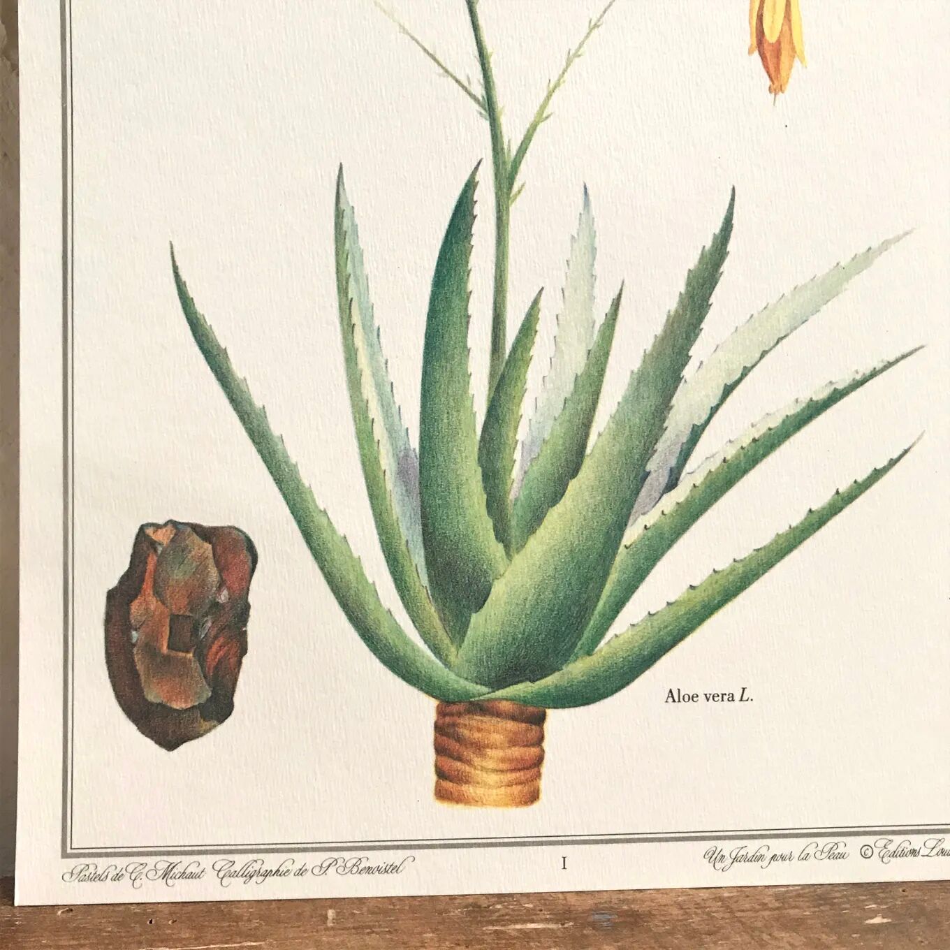 Botanical plate aloe