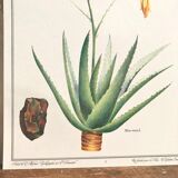 Botanical plate aloe