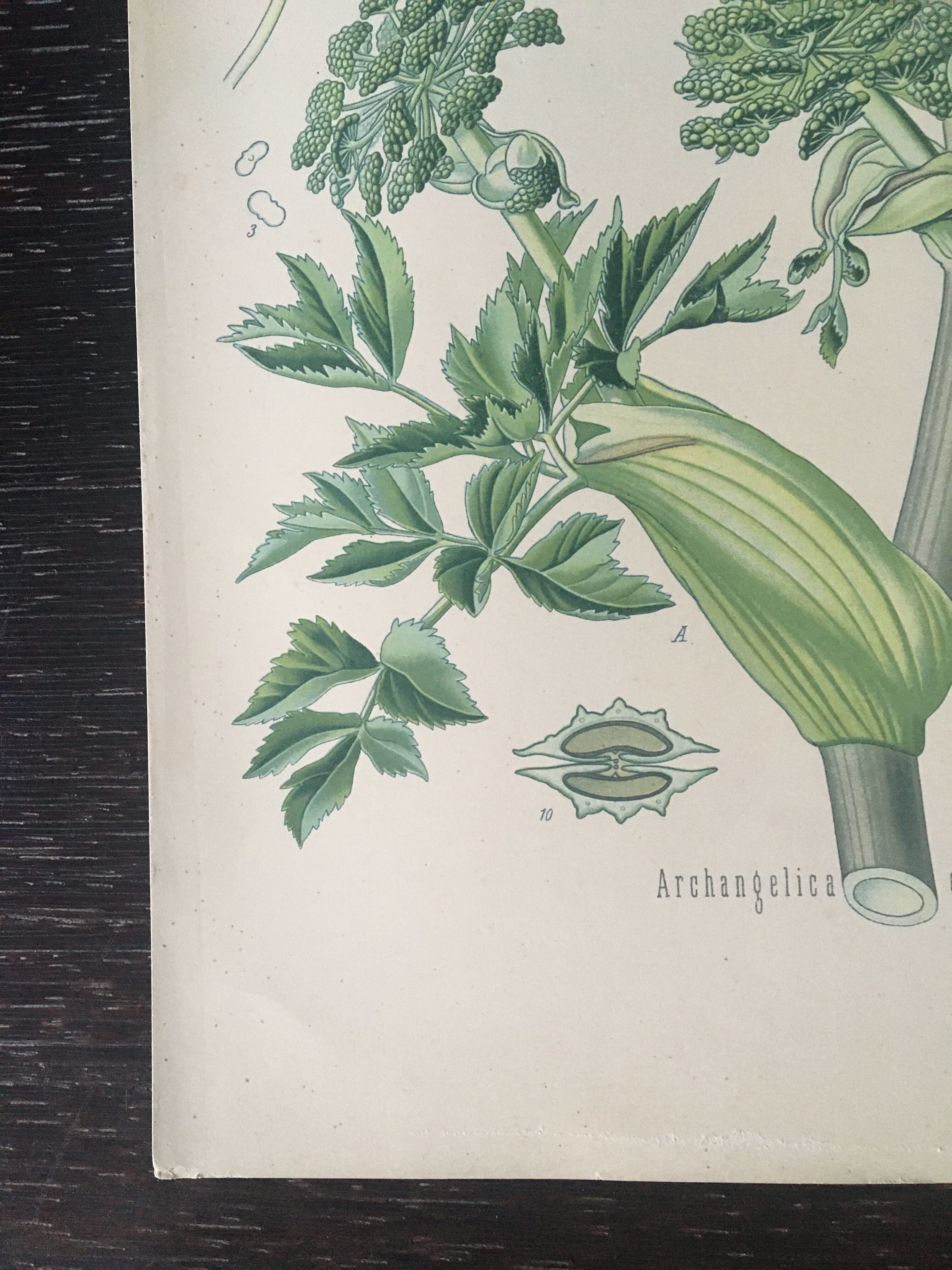 E. botanical plank. Kohler 1887