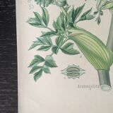 E. botanical plank. Kohler 1887