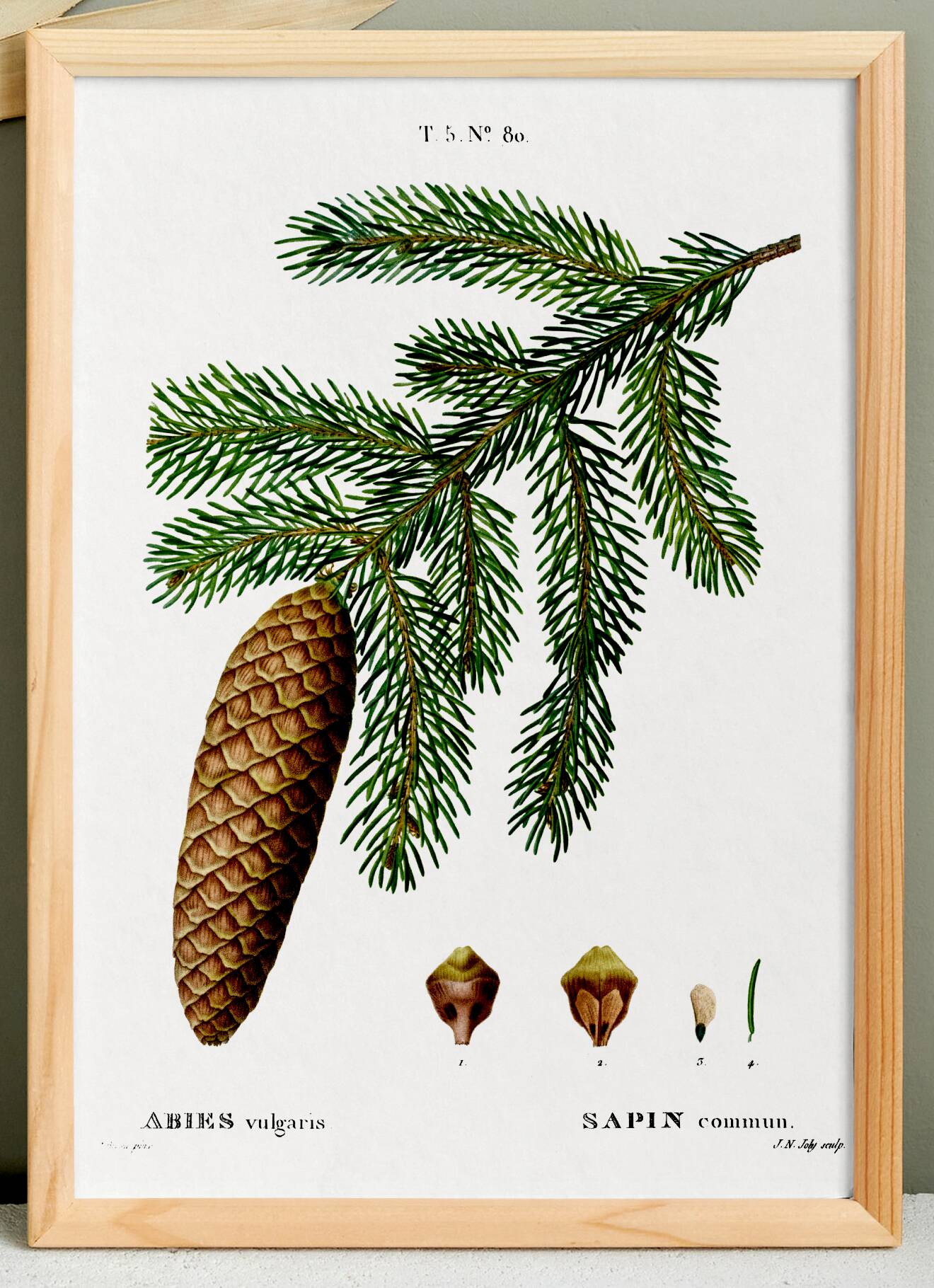 Affiche sur le sapin commun, d’après une gravure de 1802