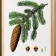 Affiche sur le sapin commun, d’après une gravure de 1802