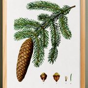 Affiche sur le sapin commun, d’après une gravure de 1802