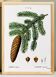 Poster about the common fir tree, after an engraving from 1802