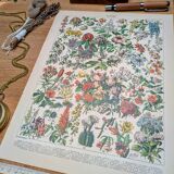 Printed in 1905, the flowers of trees and shrubs