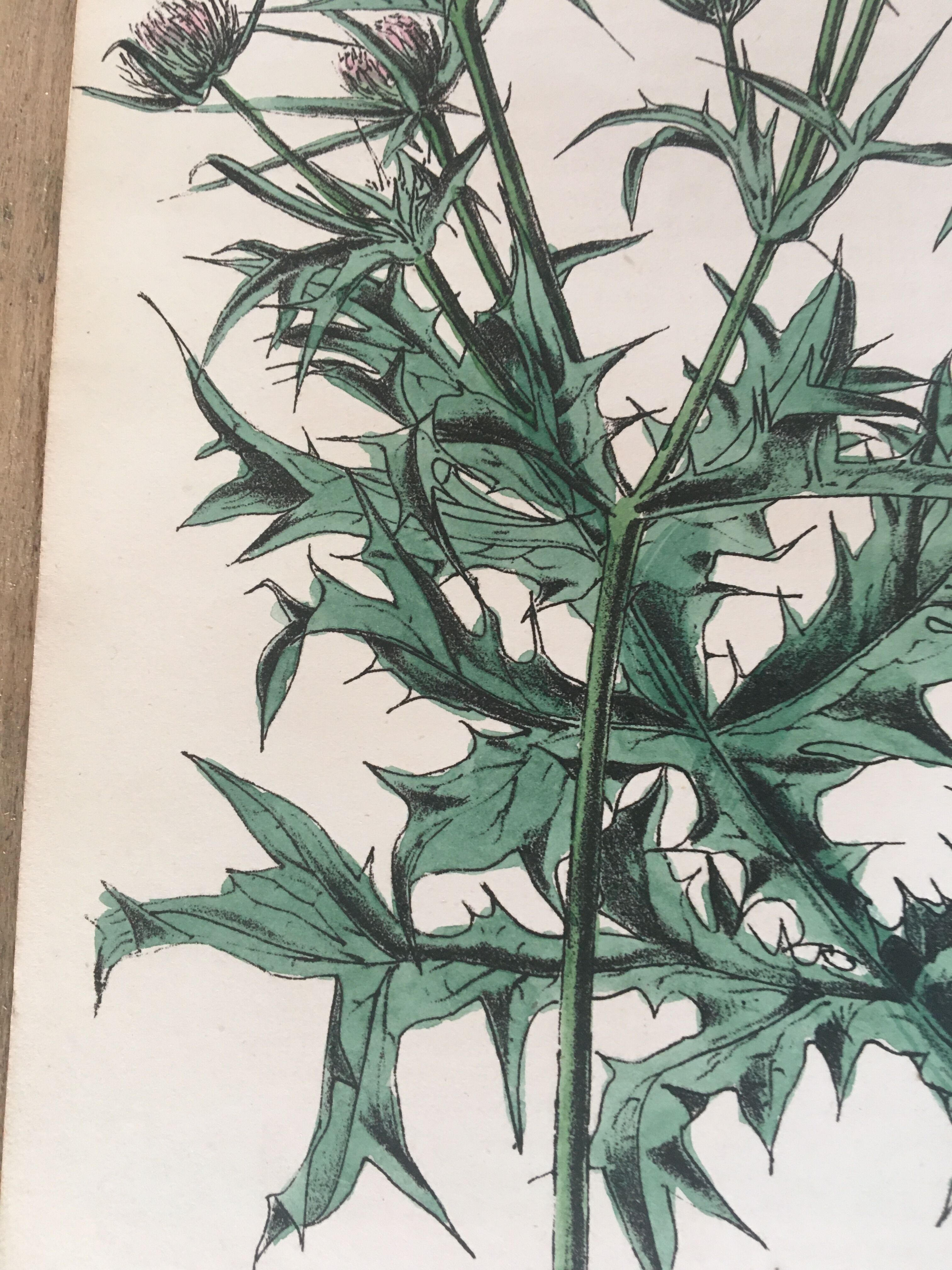 Botanical board, Ed London 1878