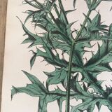 Botanical board, Ed London 1878