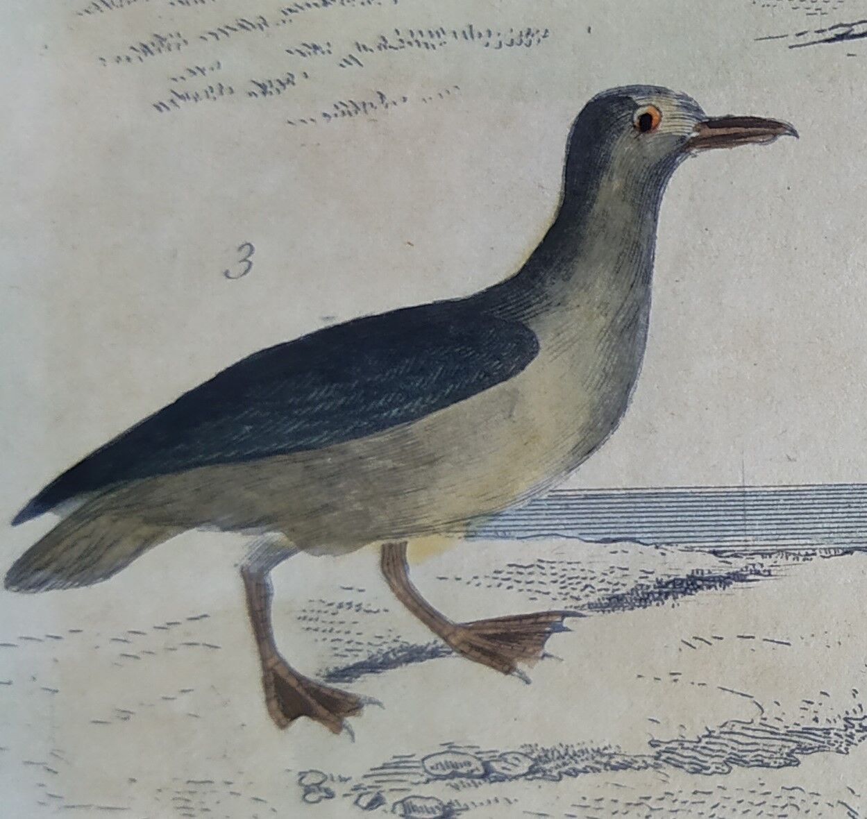 Original ornithological plate " Petrel ash - Checkerboard - Shearwater -&c... " Buffon (1837)