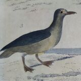 Original ornithological plate " Petrel ash - Checkerboard - Shearwater -&c... " Buffon (1837)