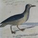 Original ornithological plate " Petrel ash - Checkerboard - Shearwater -&c... " Buffon (1837)