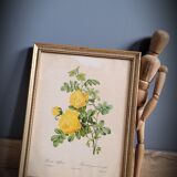 Litho yellow sulfur rose p