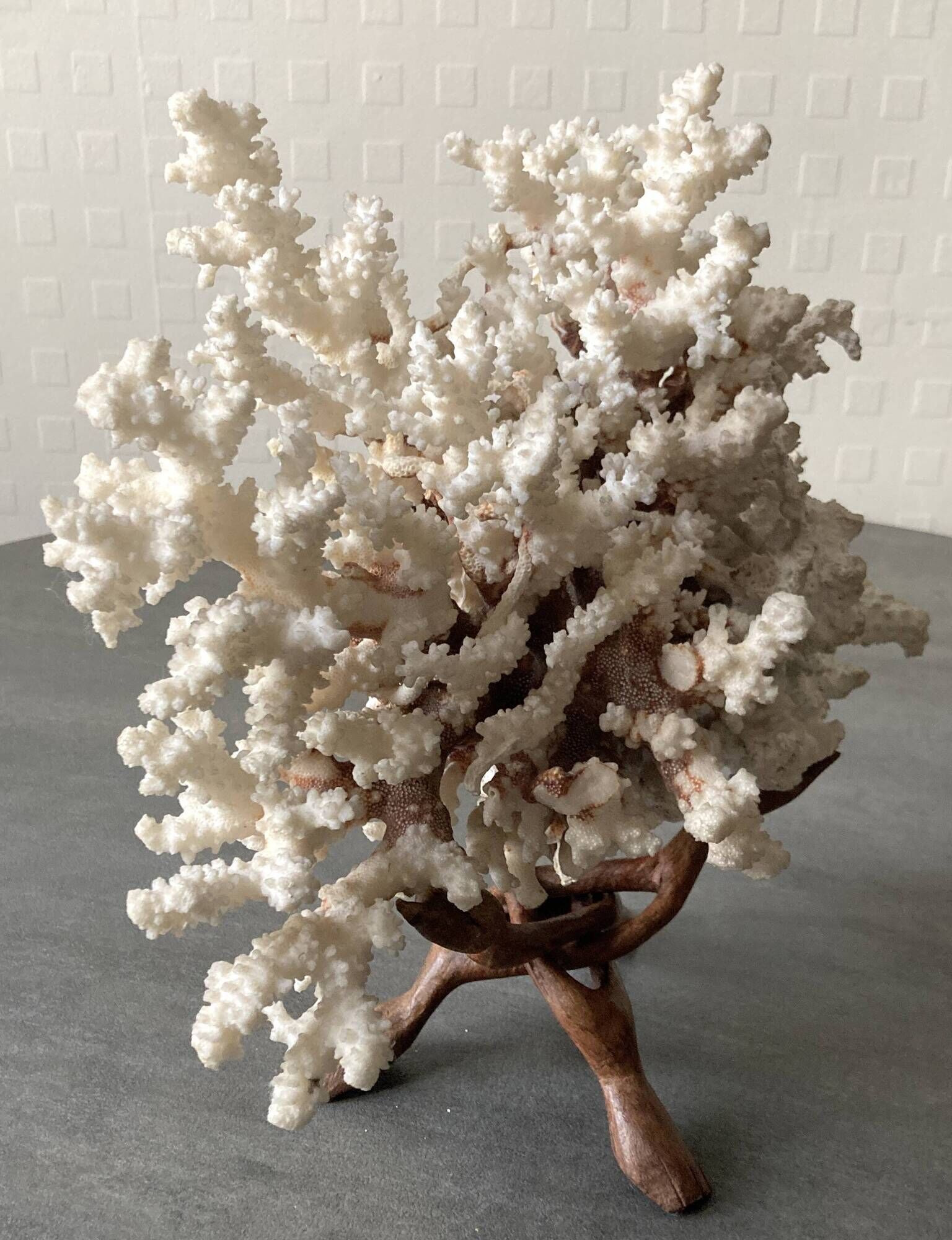 Corail blanc grand modèle 1960 sur bois sculpté