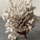 Corail blanc grand modèle 1960 sur bois sculpté