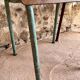 Set of 4 mismatched old school style chairs