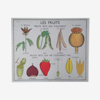 Ancienne affiche rossignol botanique, les fruits - la graine