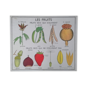 Ancienne affiche rossignol botanique, les fruits - la graine