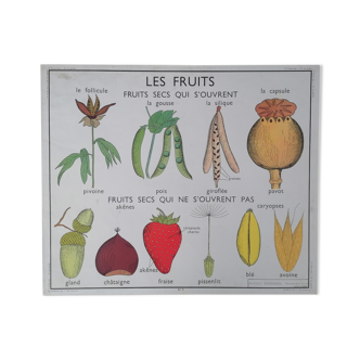 Old poster rossignol botanique, the fruits - the seed