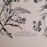 Planche florale