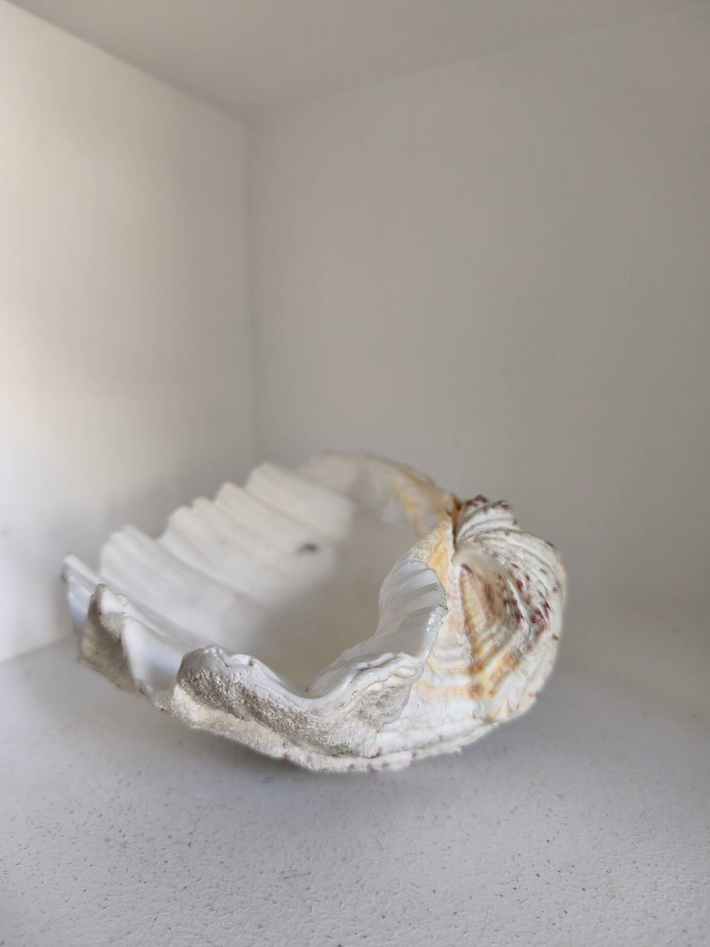 Vintage scallop shell
