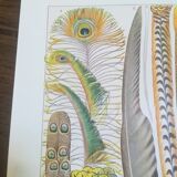 Lithograph on feathers from 1928