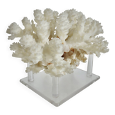 Arbre de corail blanc