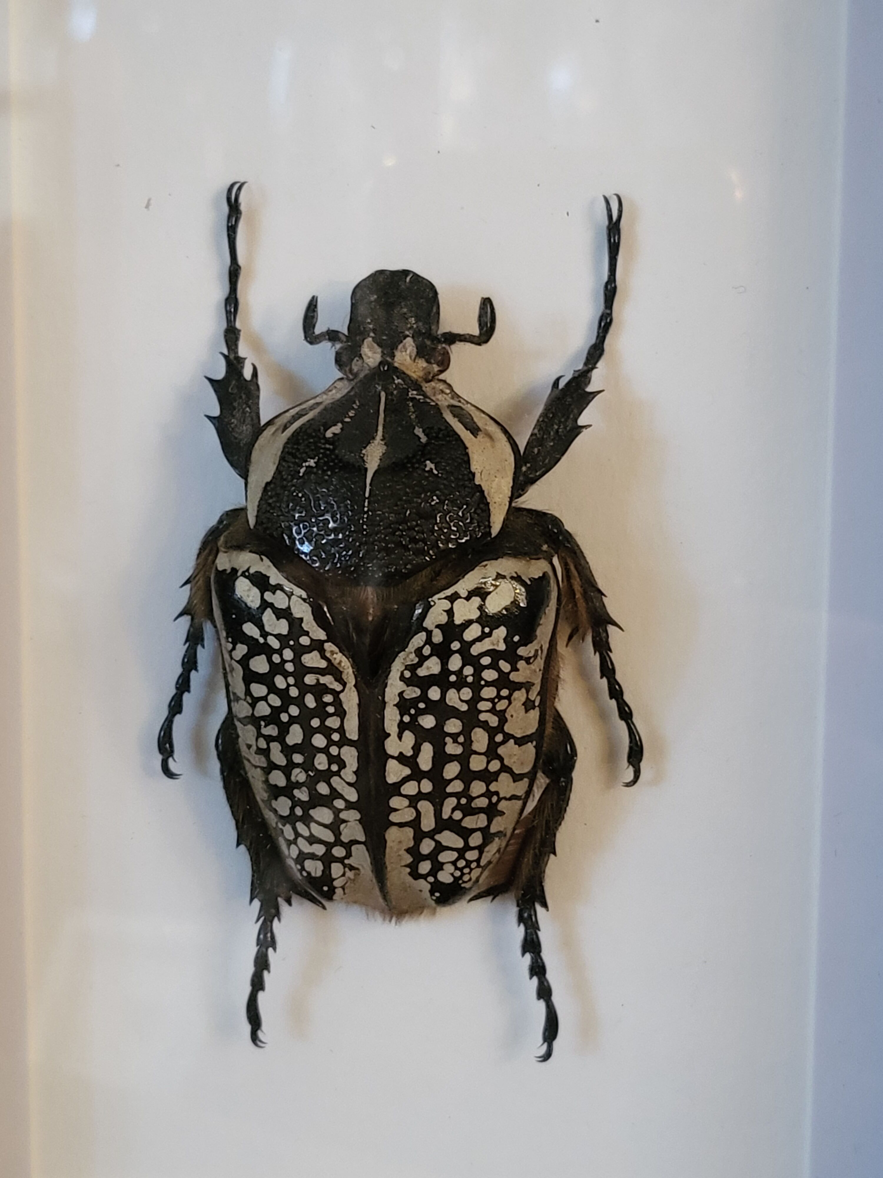 Goliathus entomology