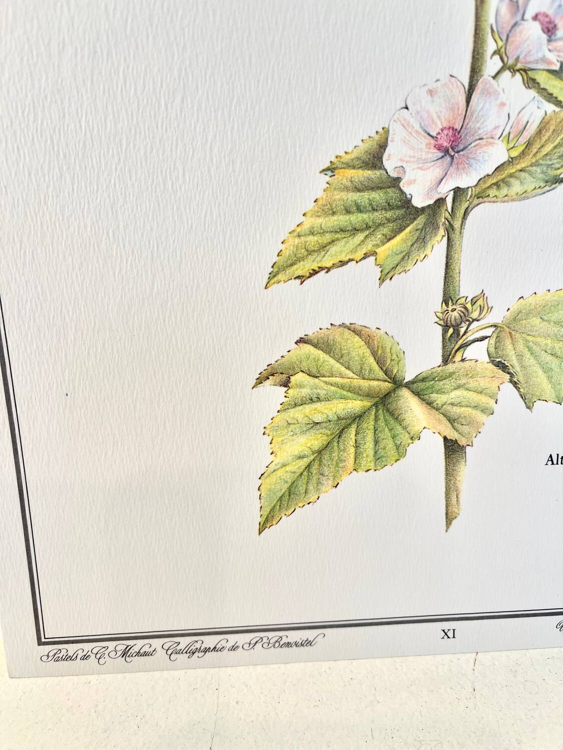 Botanical plate – Marshmallow – Louis Pariente, 1986