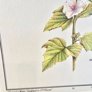 Botanical plate – Marshmallow – Louis Pariente, 1986