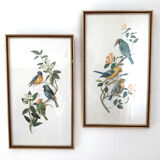 Duo of lithographs representing birds, wooden frame with gilding