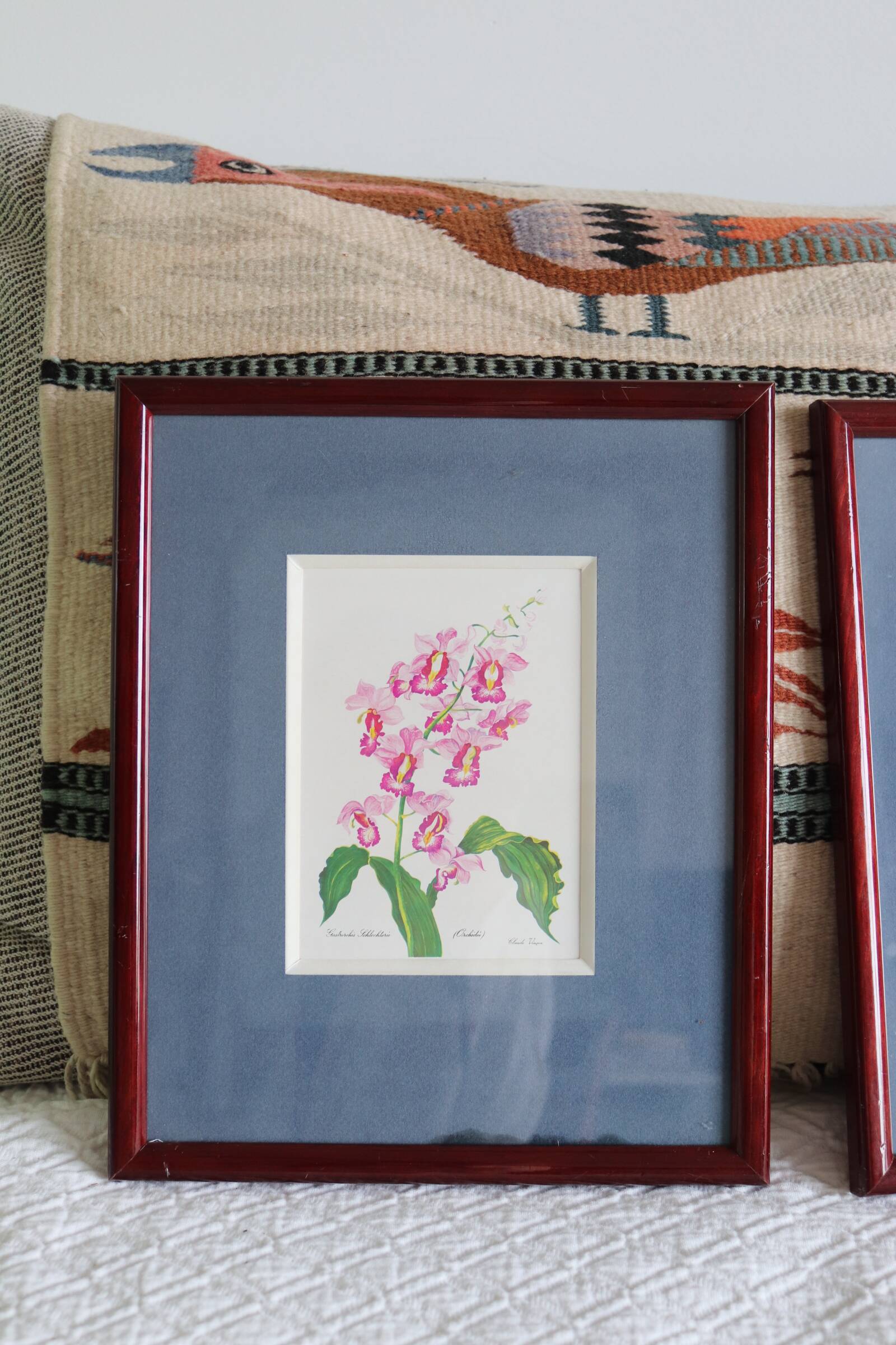 3 botanical illustrations flowers Claude vinçon