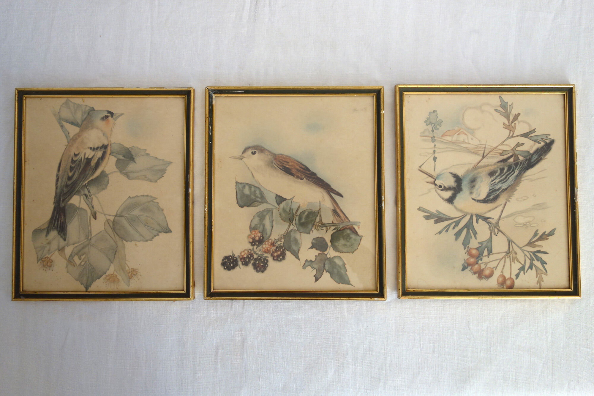 3 framed bird lithographs